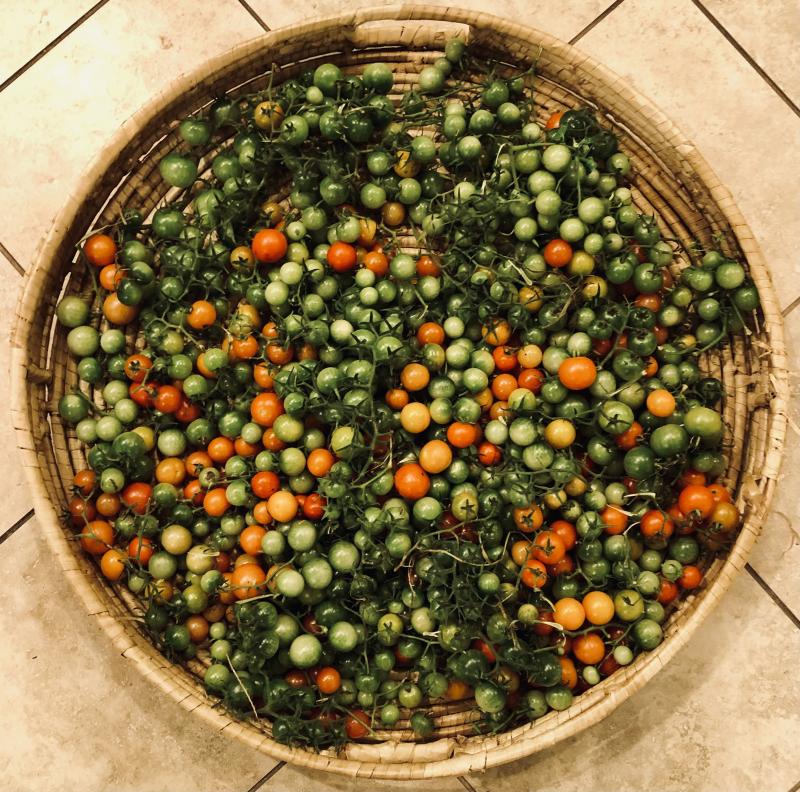 Cherry Tomatoes Galore