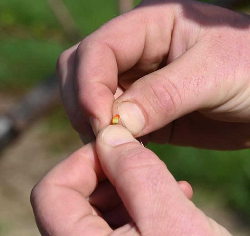 The bud being held by Henry Bennett is a small peach. The Bennetts can predict the upcoming season by the color of the buds.