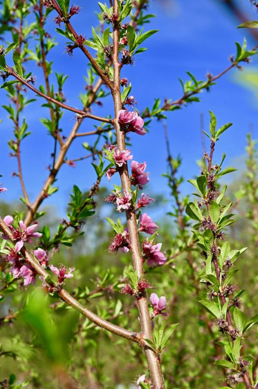 Bright-pink blossoms fill the 50 acres of Bennett Orchards’ peach trees this time of year.