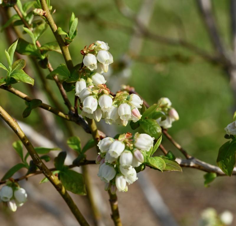 Spring is the time for blueberry blossoms. The fruit is usually ready to be picked in early June.