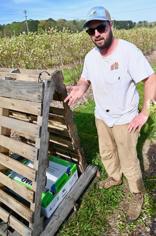 Henry Bennett is ready to let loose bumble bees to pollinate the farm’s blueberry bushes. Honey bees are also used.