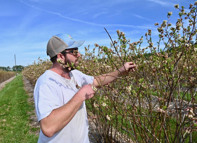 Blueberry branches grow at different lengths as they mature on the bush.