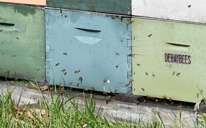 Honey bees are active at their hives after being delivered to the farm from a winter spent in southern California.