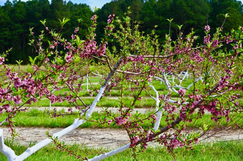 Each blossom on a peach tree contains a tiny peach.