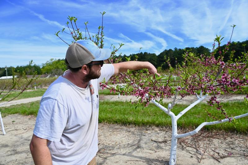 Henry Bennett, who operates Bennett Orchards with his father Jim and brother Hail, checks the status of the peach blossoms several times each day. RON MACARTHUR PHOTOS