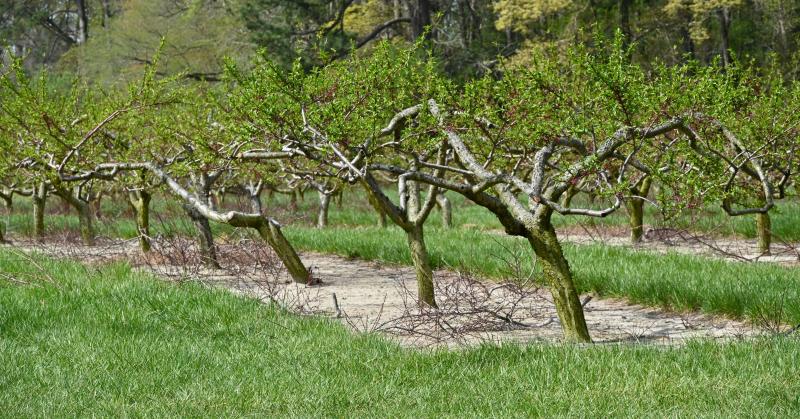 Some of the older trees in the orchard are nearing the end of their lifespan.