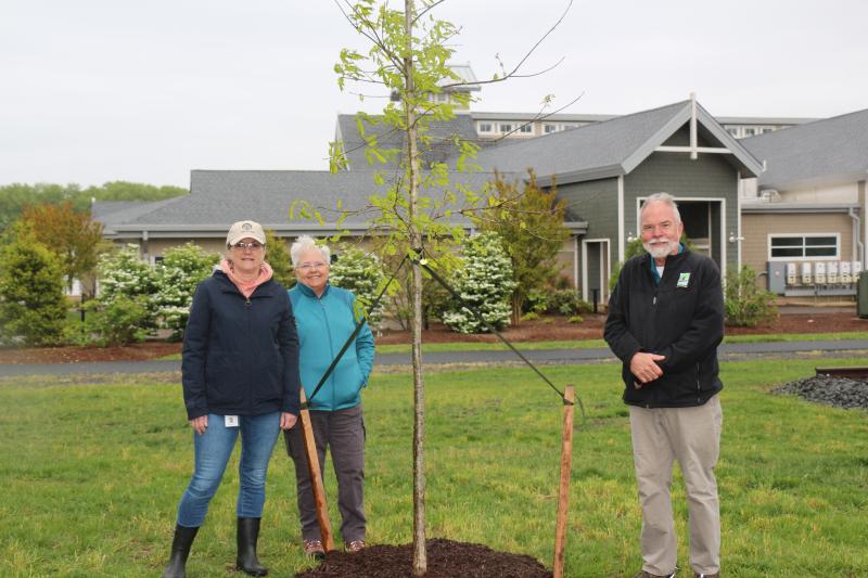 This white oak in Stango Park is one of two trees planted by Sussex Tree owner Jeff Meredith in celebration of Arbor Day. Shown are (l-r) Lewes Parks and Recreation Commission Chair Janet Reeves, Tree Commissioner Mardi Thompson and Meredith. AARON MUSHRUSH PHOTOS