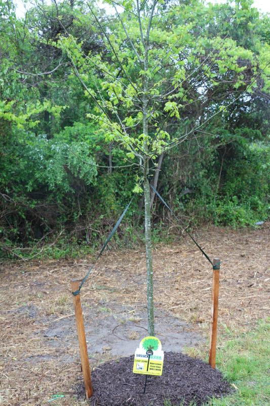 Nestling into Great Marsh Park just before the rains came April 28, this red oak was donated by Sussex Tree’s Jeff Meredith, who planted it with help from city staff and officials.