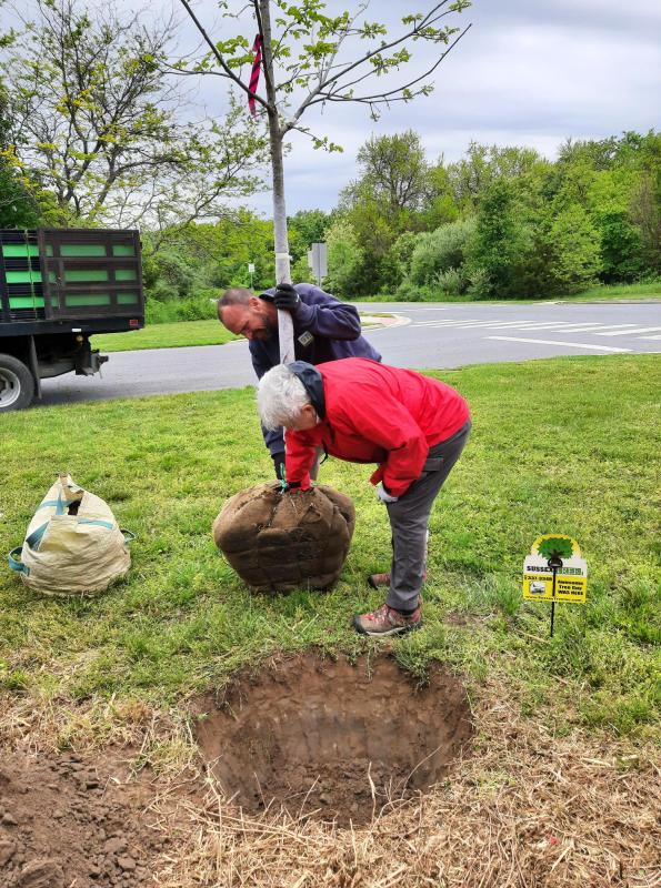 Lewes Tree Commissioner Mardi Thompson examines the root bag of the red oak before it is planted. Ray Pabon holds the tree.
