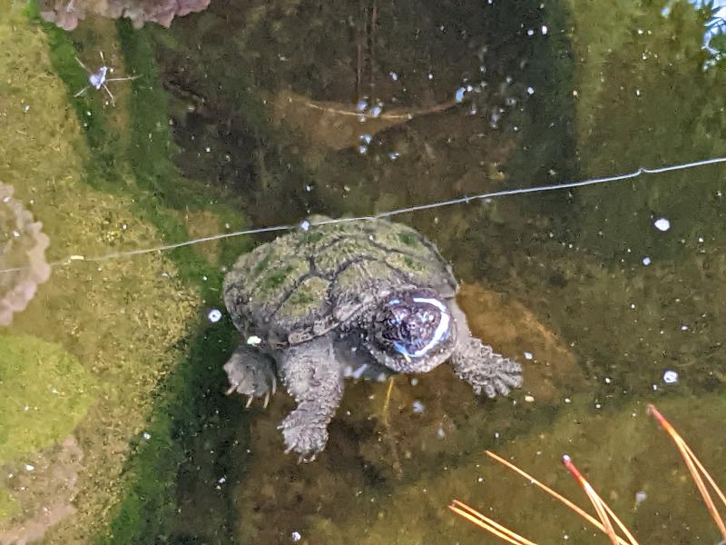 Allie is a 3-year-old-native snapping turtle that resides at Mill Pond Garden. SUBMITTED PHOTOS