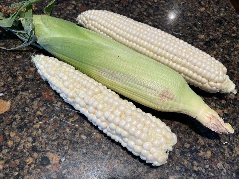 Strange-looking corn kernels are not bad in any way; they’re just the result of incomplete pollination. Use them without fear! JACK CLEMONS PHOTO