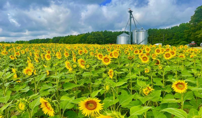 The Ritter family farm near Lewes offers acres of sunflowers, as well as a goat community with goat yoga and goat socials. RON MACARTHUR PHOTOS