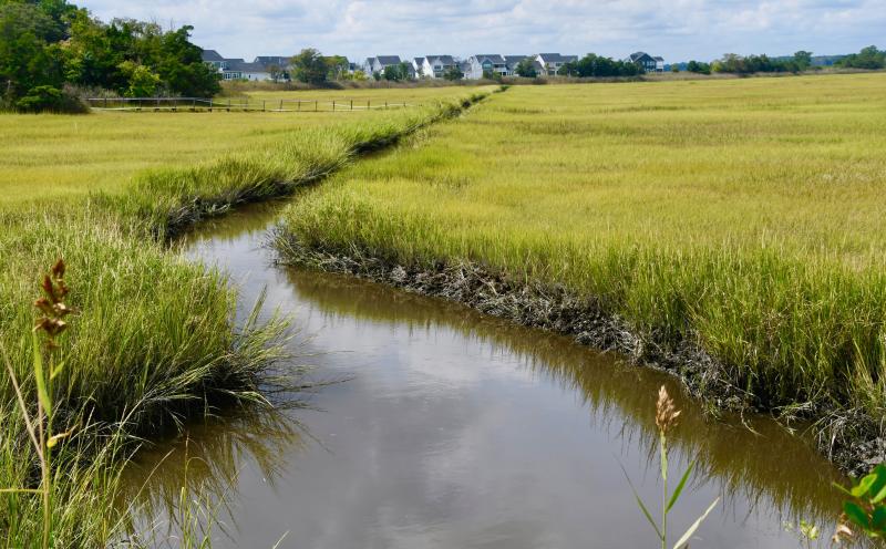 More protections for critical wetlands are a key issue with local citizens-action groups. Those protections extend to forests and waterways. RON MACARTHUR PHOTOS