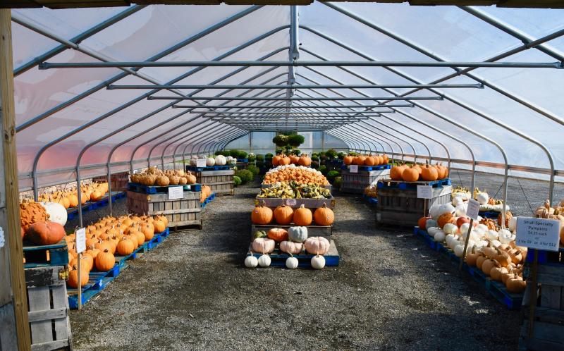 Pumpkins are for sale in one the Evans Farm’s greenhouses at their market near Bridgeville.