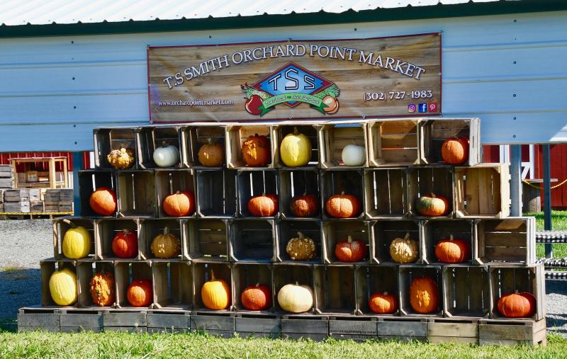 Pumpkins are on display at T.S. Smith Orchard Point Market near Bridgeville.