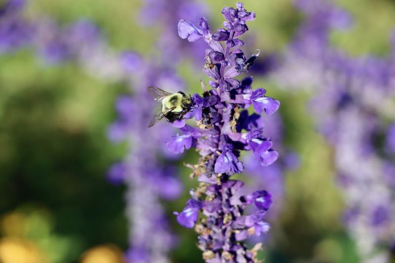 “You can’t be afraid of bees,” Waite said. She said the Weeders count on the bees to pollinate the flowers.