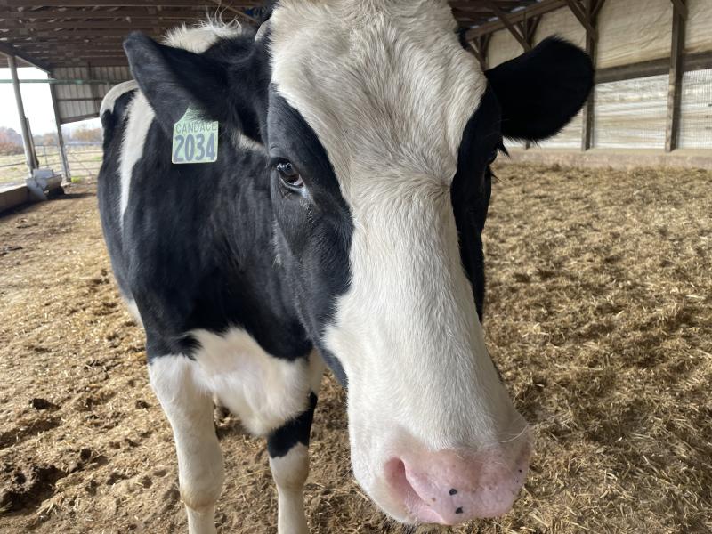 Candace the cow is one of three cows at Hopkins Farm. Up until 2021, the dairy farm had 1,000 cows producing 1 million gallons of milk per year. The farm sold milk commercially for more than 80 years. The farm’s ice cream shop opened in 2008. RON MACARTHUR PHOTOS