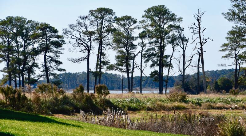 In the background is Arnell Creek, which borders a section of the Osprey Point cluster subdivision. It’s where the marina and restaurant were planned.