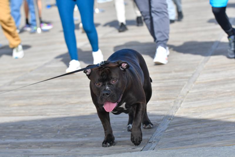 Speed bump bully dog.