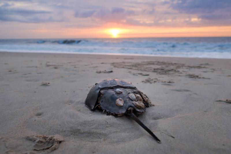 Horseshoe crabs are a common sight on Delaware’s beaches. SOURCE: MARC KIRBY/ADOBE STOCK