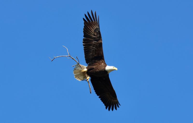 A bald eagle heads to a nest in the Fourth Street Preserve.