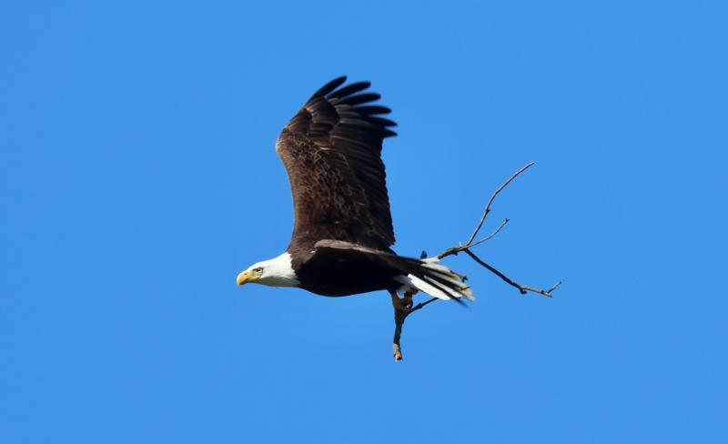 A bald eagle clutches a branch it will use to build a nest in the Fourth Street Preserve. Neighbors who live nearby say the eagles are neat to watch.