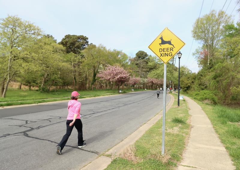 Acting Assistant City Manager Janet Reeves makes her way past the Fourth Street Preserve. The deer crossing sign came in handy as a herd of deer was seen sprinting through the preserve during the race.