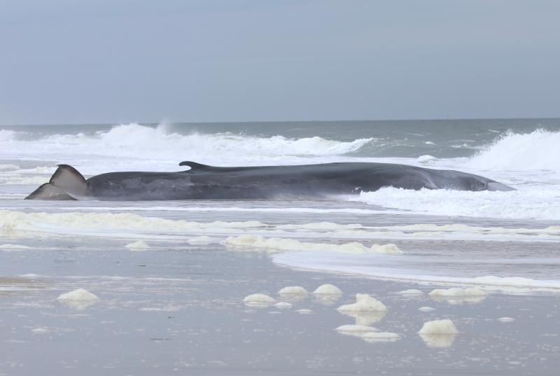The whale was estimated to weigh about 100,000 pounds. According to MERR’s website, adult fin whales can grow to 75 to 80 feet and weigh as much as 160,000 pounds. They are found year-round in a large variety of latitudes and longitudes.