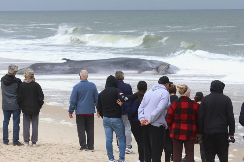 A crowd gathered to see a 50-foot fin whale that washed ashore just north of the Indian River Inlet May 5. BILL SHULL PHOTOS