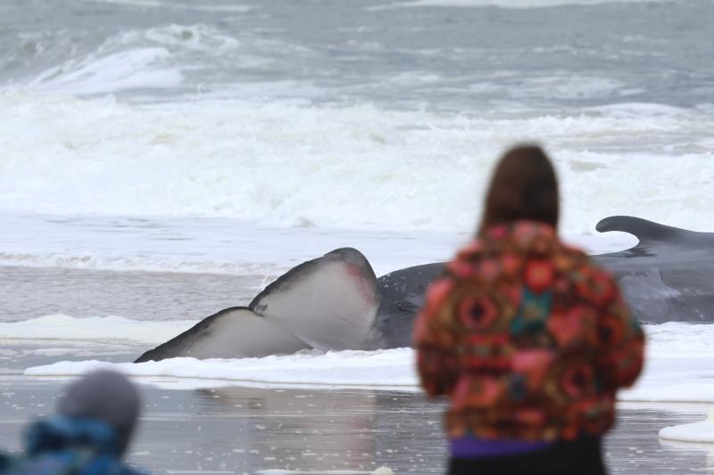 The whale was first reported on the beach Sunday morning.