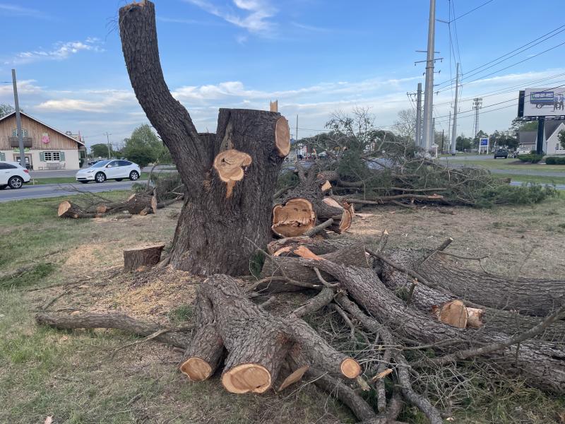 Like a scene from a disaster movie, the remains of the trees cover the median along Savannah Road at the Wescoats Road intersection.