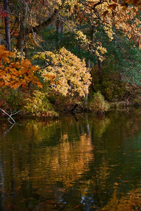 Trap Pond State Park near Laurel in western Sussex is a hidden treasure that more residents from the east need to explore.