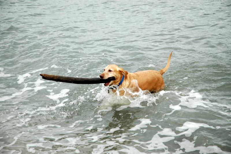 Legendary Jesse Dog was a free-roaming waterdog DAVE FREDERICK PHOTO