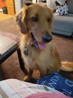 After just completing his first day of his doggy training class, Micah is excited to tell Todd and Kim Hammond all about it. KIM HAMMOND PHOTO