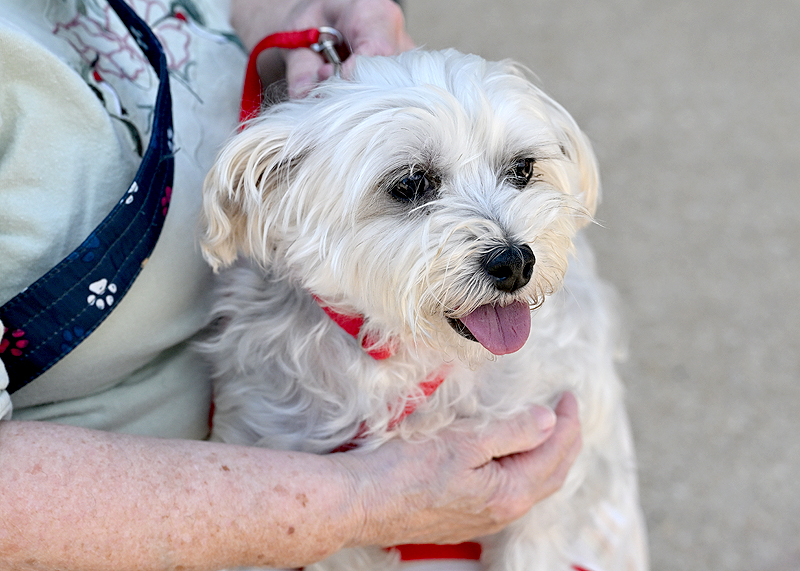 Marsha Pokoyski is holding Gidget.