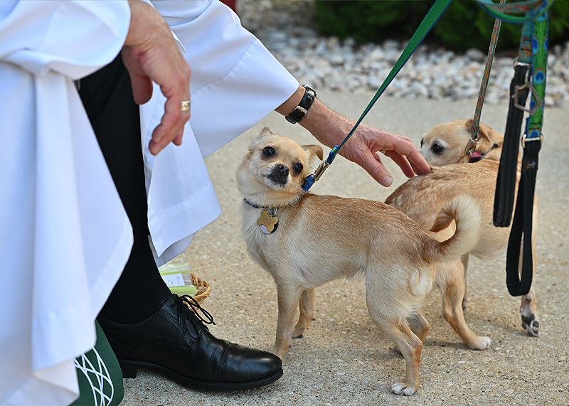 Deb Griffin and Greer Maneval brought Nikki and Bella, sister chihuahuas.