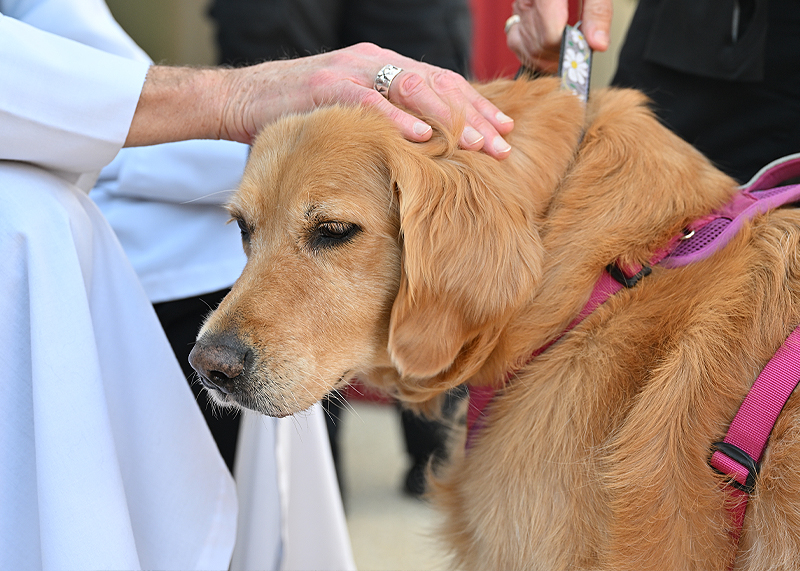 Glenda Spragg brought along Mei Li, a rescued golden retriever from China. TED PFIRRMANN PHOTOS