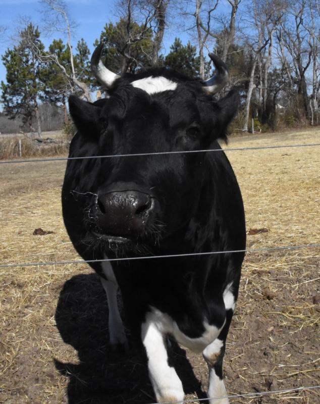 Pita Jr. (PJ) is a very friendly Holstein cow posing for her close-up. GINA GRUWELL PHOTO