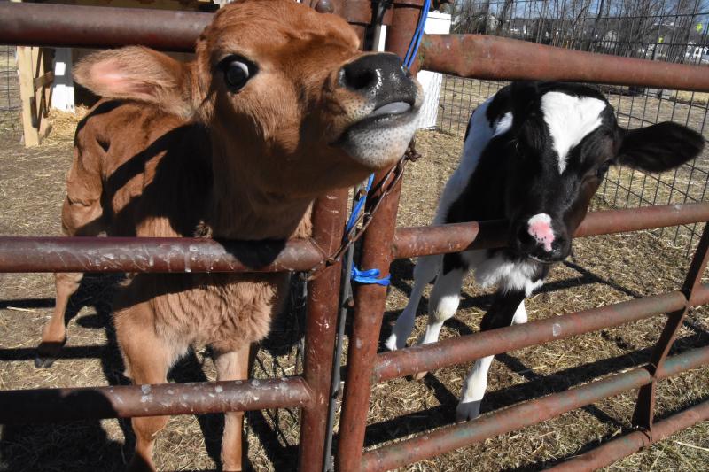 These young calves are ready to help teach people about their lives on the farm. GINA GRUWELL PHOTO