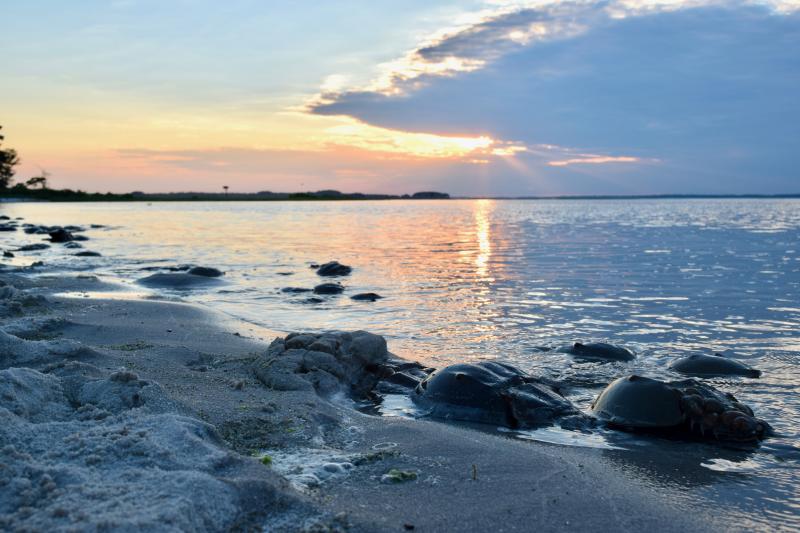 Horseshoe crabs spawn on high tides, mainly late April through June, on the shores of Delaware Bay and the Inland Bays. Conservationist Dr. Mark L. Botton will discuss the animals and their importance March 4. FILE PHOTO