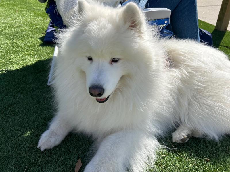 Humans aren’t the only ones taking part in the 302 Day festivities, as plenty of four-legged friends, including Kona, enjoy the warm and sunny day.