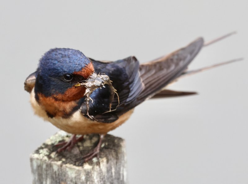 A barn swallow found something in Silver Lake. The little birds are a common site darting around Turtle Bridge.