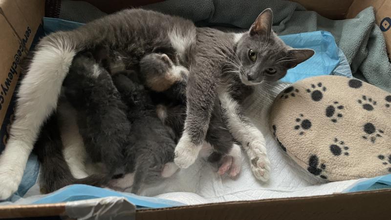 Just Us has experienced a rise in pregnant cats taken in recently, so there is a big need for foster and adoptive homes for the kittens and their mothers. SUBMITTED PHOTOS