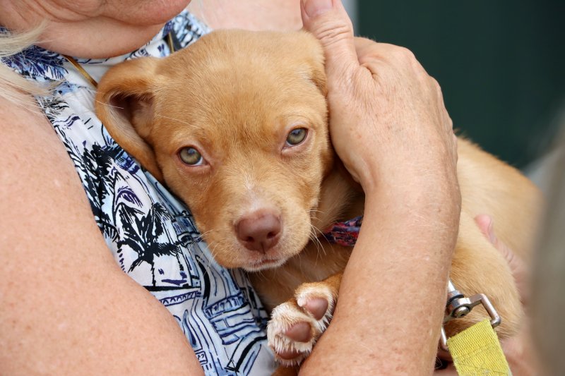 Look at those eyes. Donna is looking for her forever home at HAP’s Rehoboth Beach shelter. BILL SHULL PHOTOS