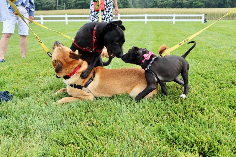 Wags, Whiskers and Wine was a dog’s night out, but also a fundraiser for HAP’s Rehoboth Beach shelter.