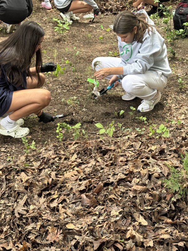 Elana Edery, left, and Olivia Winstead plant loblolly pines in Central Park, Rehoboth Beach.