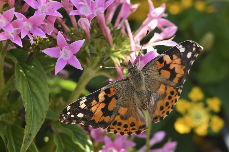 The stars of the show were these painted lady butterflies.