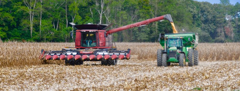 Combines unloading their corn are a common sight in Sussex County each fall. Corn is the No. 1 crop in the county and state. RON MACARTHUR PHOTO