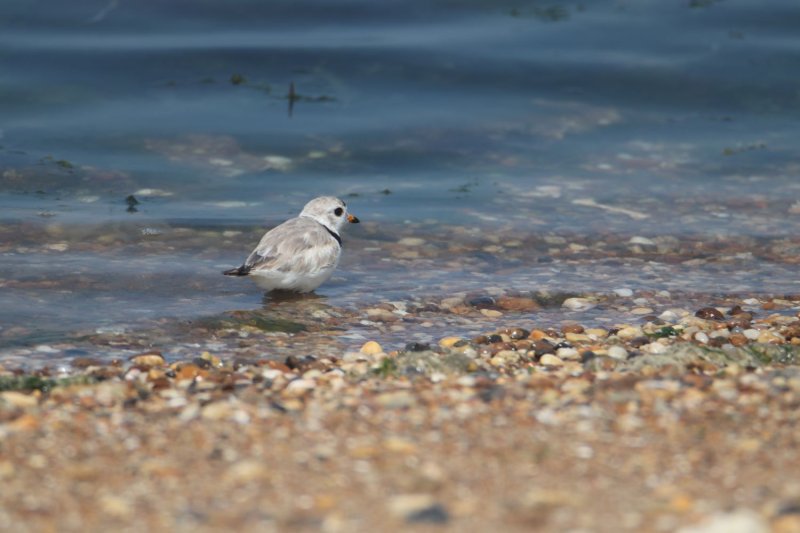 Nomad was recently rehabilitated in Newark before being released back into the wild in Cape Henlopen State Park. SOURCE: DNREC