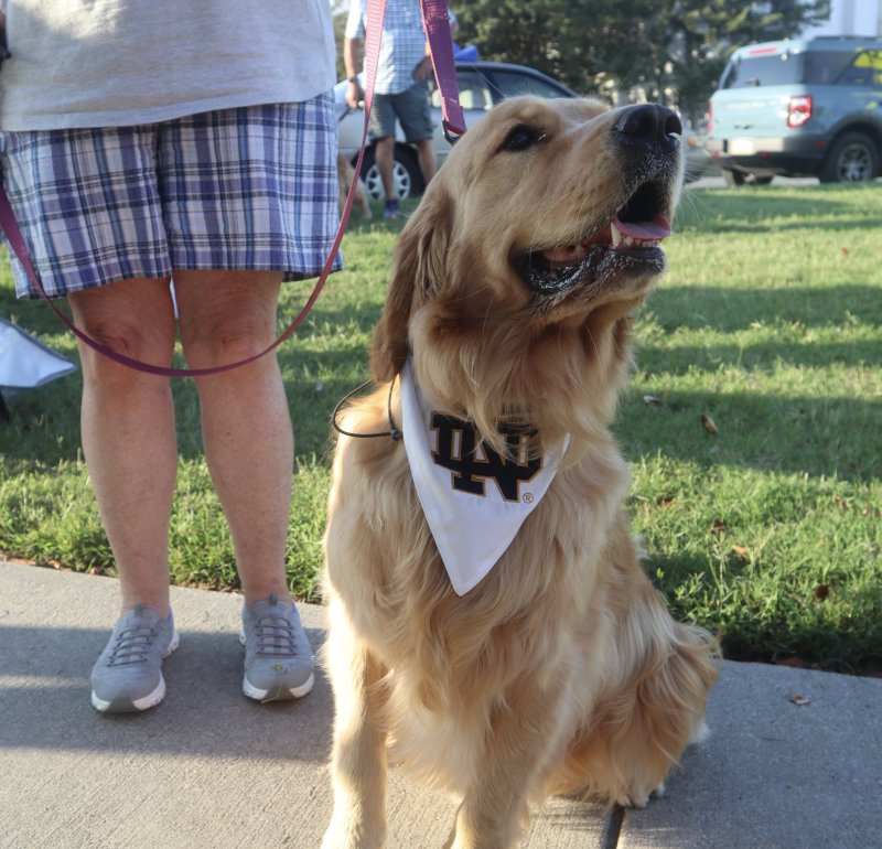 Nellie supports Notre Dame football.
